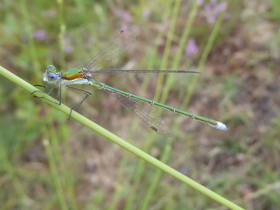 tengere pantserjuffer ?